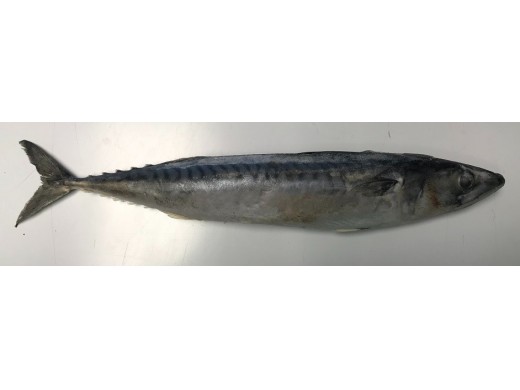 Frozen Mackerel - Bagged