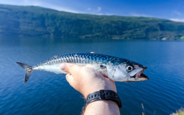 Going Fishing - Fishing Mackerel/Cod Fishing